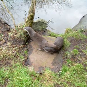Asian short clawed otters