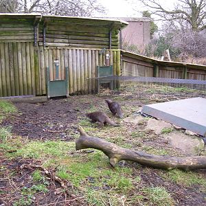 Asian short clawed otters