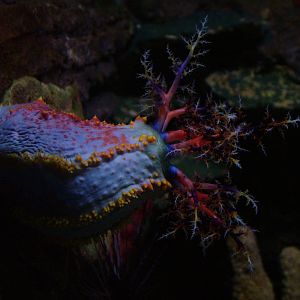 Sea Apple at SeaLife Birmingham 28/02/10