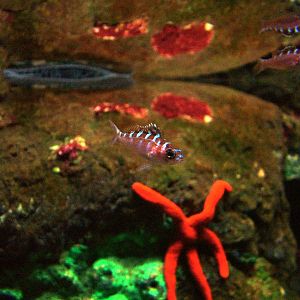 Chalk Bass at SeaLife Birmingham 28/02/10
