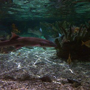 Shark Lagoon at SeaLife Birmingham 28/02/10