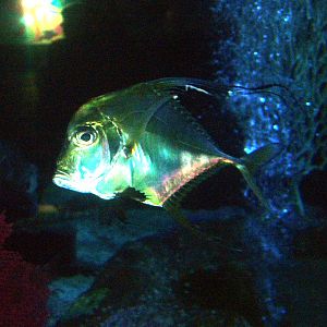 Indian Threadfin at SeaLife Birmingham 28/02/10