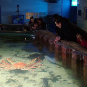 Crabzilla at SeaLife Birmingham 28/02/10