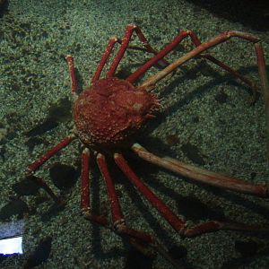 Crabzilla at SeaLife Birmingham 28/02/10