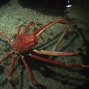 Crabzilla at SeaLife Birmingham 28/02/10