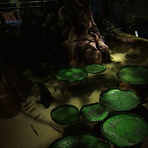 Amazon pool at SeaLife Birmingham 28/02/10