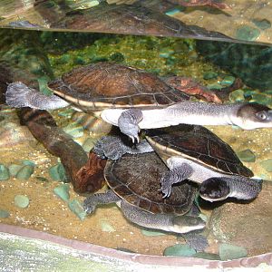 Roti Island Snake-necked Turtle at SeaLife Birmingham 28/02/10