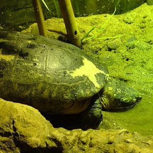 Indian Spotted Pond Turtle at SeaLife Birmingham 28/02/10