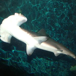 Scalloped Hammerhead Shark at SeaLife Birmingham 28/02/10