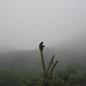 Chimps in the mist - Belfast zoo