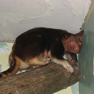 Belfast zoo - Goodfellows tree kangaroo