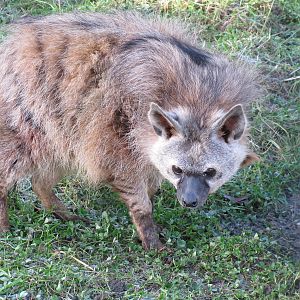 Aardwolf