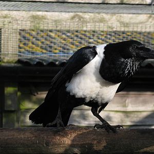 African Pied Crow