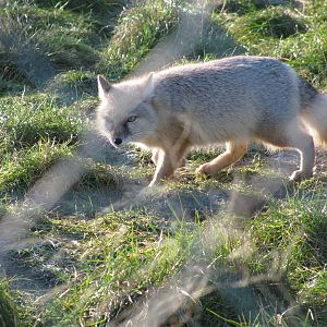 Corsac Fox