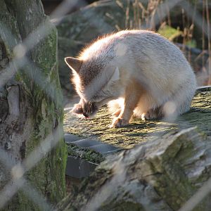 Corsac Fox