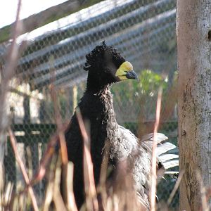 Daubenton's Currasow