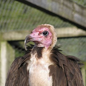 Hooded Vulture