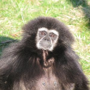 Lar Gibbon