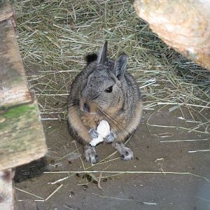 Mountain Viscacha