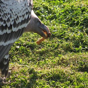 Ruppells Griffon Vulture