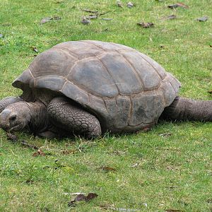 Aldabran Giant Tortoise