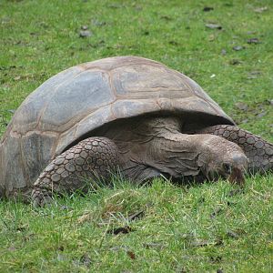 Aldabran Giant Tortoise