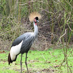 African Crowned Crane