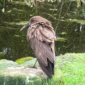 Hammerkop