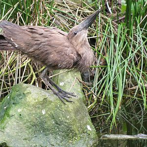 Hammerkop