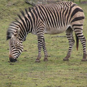 Hartmann's Mountain Zebra
