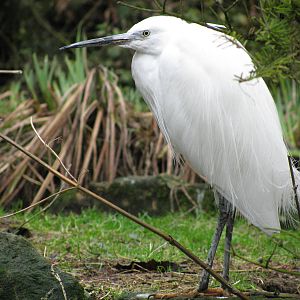 Little Egret