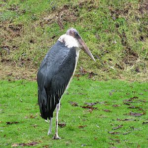 Marabou Stork