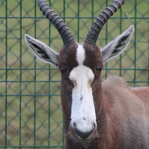 Blesbok @ Blackpool; 13.02.10