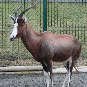 Blesbok @ Blackpool; 13.02.10