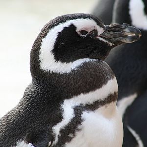 Magellanic Penguin @ Blackpool; 13.02.10