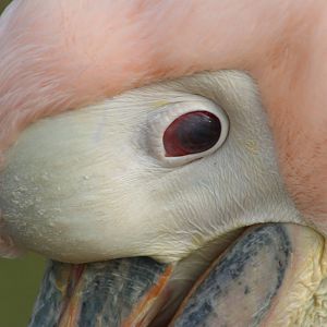 Eastern White Pelican @ Blackpool; 13.02.10