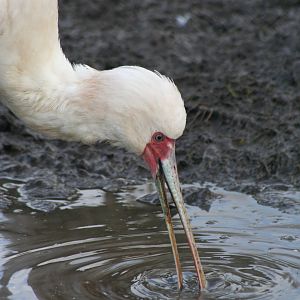 African Spoonbill @ Blackpool; 13.02.10