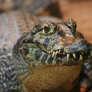 Yacare Caiman @ Blackpool; 13.02.10