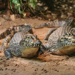 Yacare Caiman @ Blackpool; 13.02.10