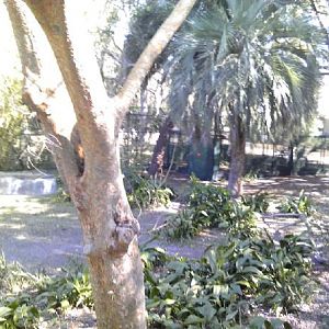 Marabou Stork exhibit