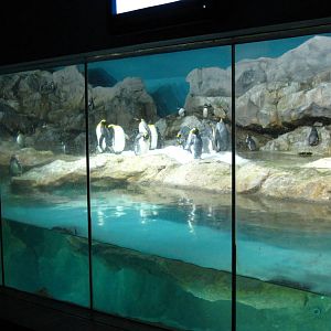 Penguin Expedition