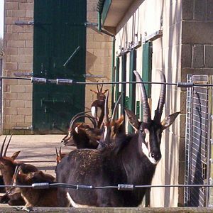 sable antelope
