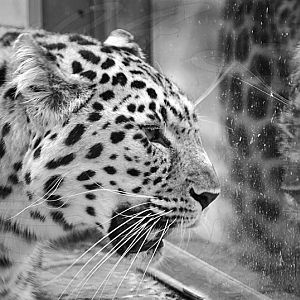 Amur Leopard