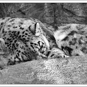 Snow Leopard