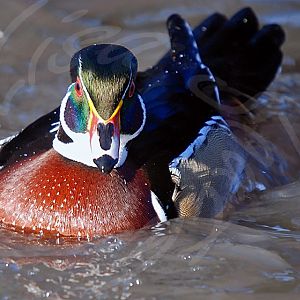 Wood Duck