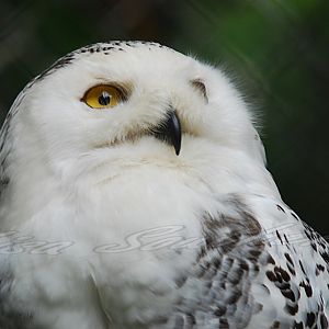 Snowy Owl