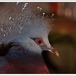 Scheepmakers Crowned Pigeon X Victoria Crowned Pigeon?