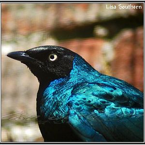 Long Tailed Glossy Starling