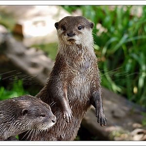 Asian Small Clawed Otter