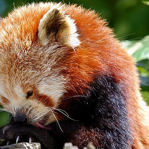 Red Panda